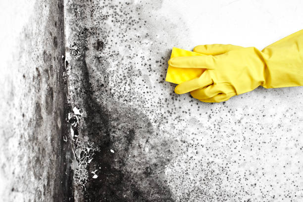 Best Residential Mold Remediation in Spokane, WA