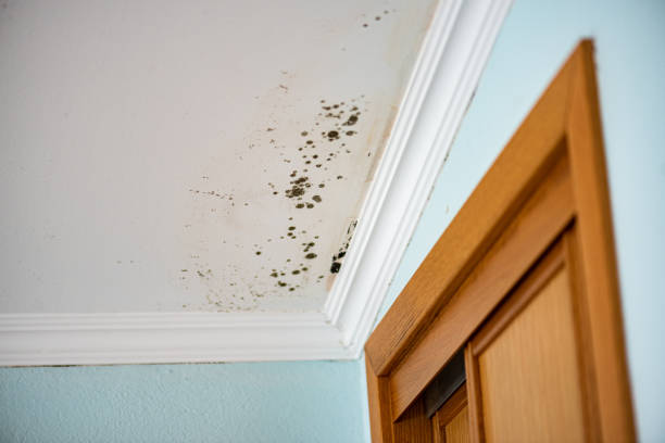 Best Mold Testing and Inspection Services in Spokane, WA