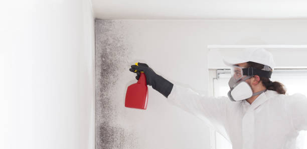 Best Localized Mold Remediation (e.g., coastal areas, humid climates) in Spokane, WA